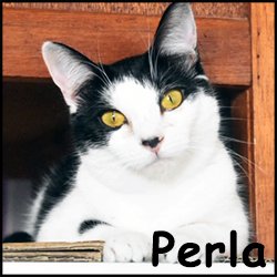 Perla