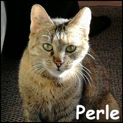 Perle