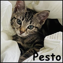 Pesto