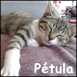 Petula