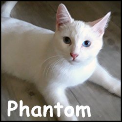 Phantom