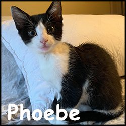 Phoebe