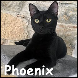 Phoenix 2