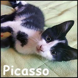 Picasso