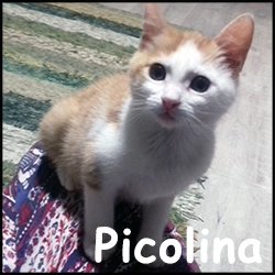 Picolina