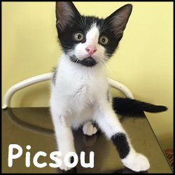 Picsou