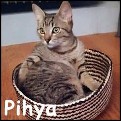 Pihya