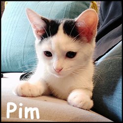 Pim