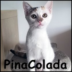 Pinacolada