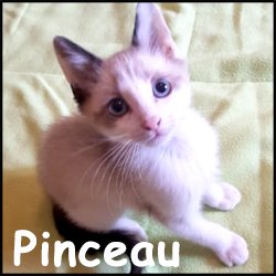 Pinceau