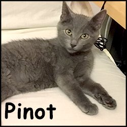 Pinot