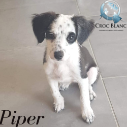 Piper