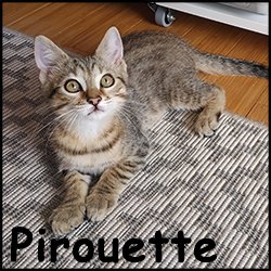 Pirouette