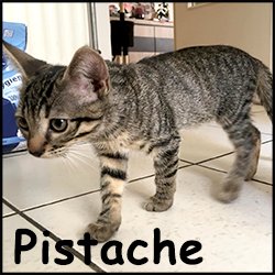 Pistache