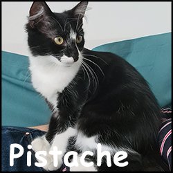 Pistache