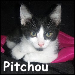 Pitchou