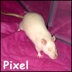 Pixel