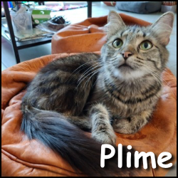 Plime Plime