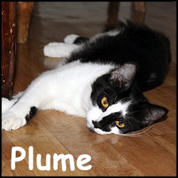 Plume