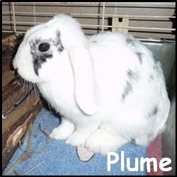 Plume