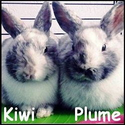 Plume et Kiwi