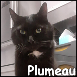 Plumeau