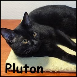 Pluton