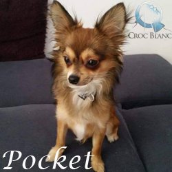 Pocket3