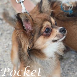 Pocket4