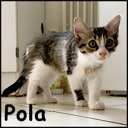 Pola