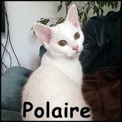 Polaire