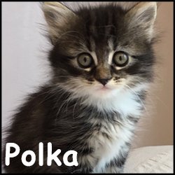 Polka