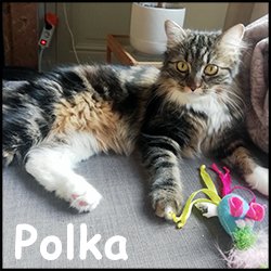 Polka