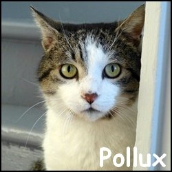 Pollux