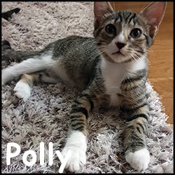 Polly