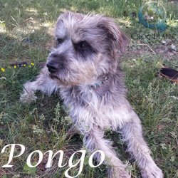 Pongo2