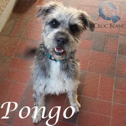 Pongo