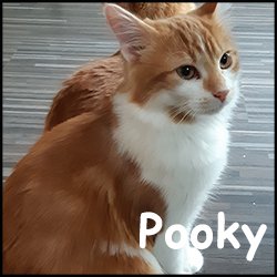 Pooky