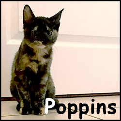 Poppins