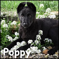 Poppy