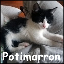 Potimarron