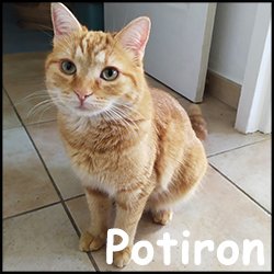 Potiron