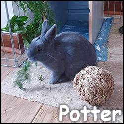 Potter2