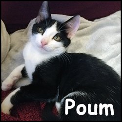 Poum