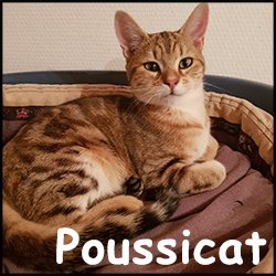 Poussicat