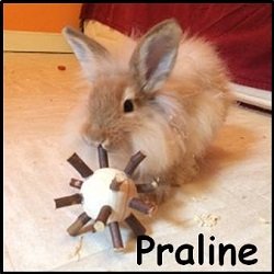 Praline