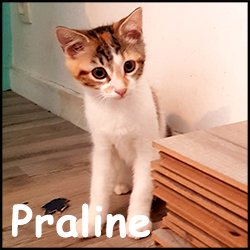 Praline