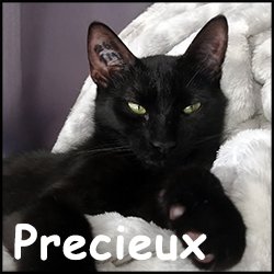 Precieux