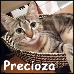 Precioza