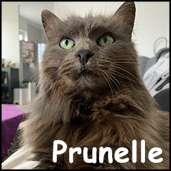 Prunelle